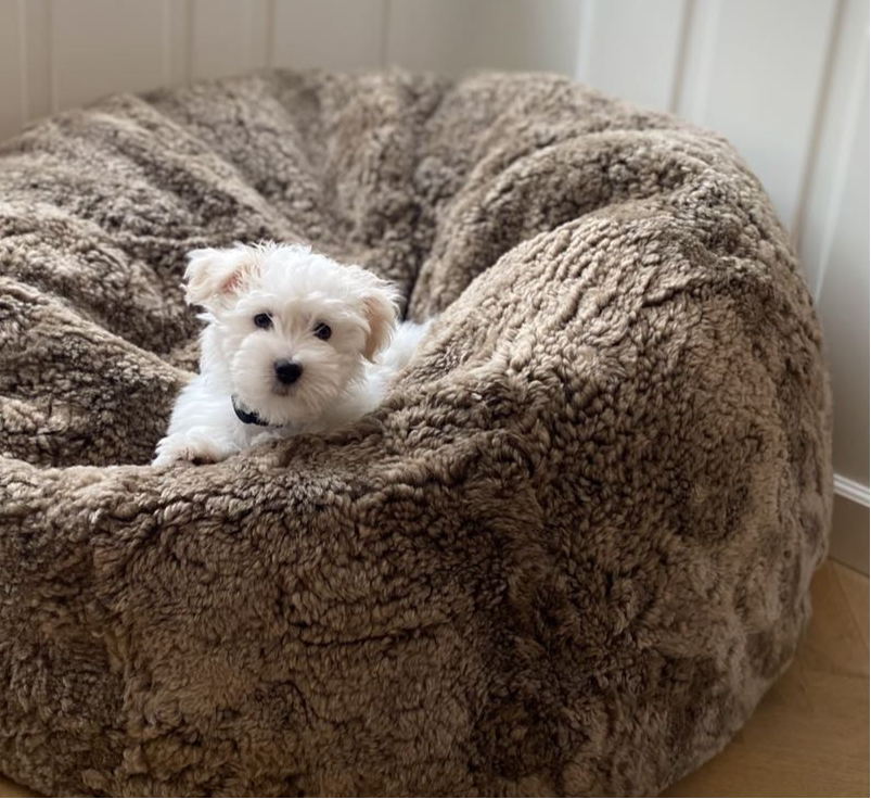 Hund liegt in einem Sitzsack aus Kurzhaar Lammfell