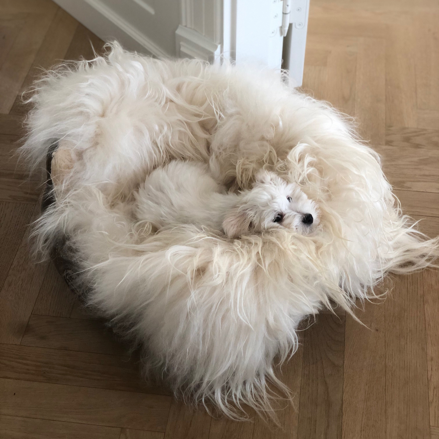 Hund liegt auf einweisses Lammfell aus Island