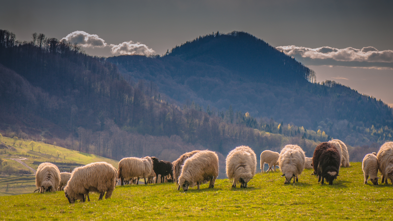Wie wird echtes Lammfell hergestellt?