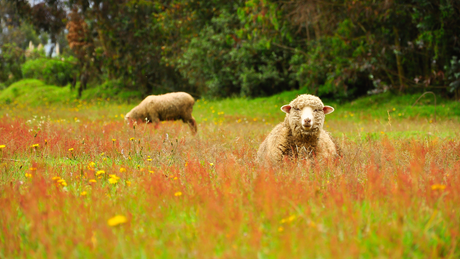 Worauf soll ich beim Kauf eines Lammfells achten?