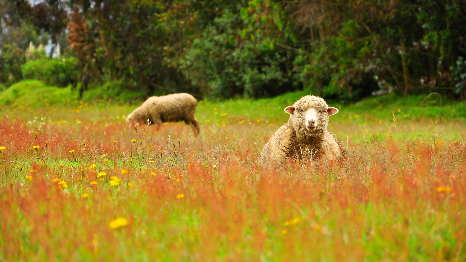 Worauf soll ich beim Kauf eines Lammfells achten?
