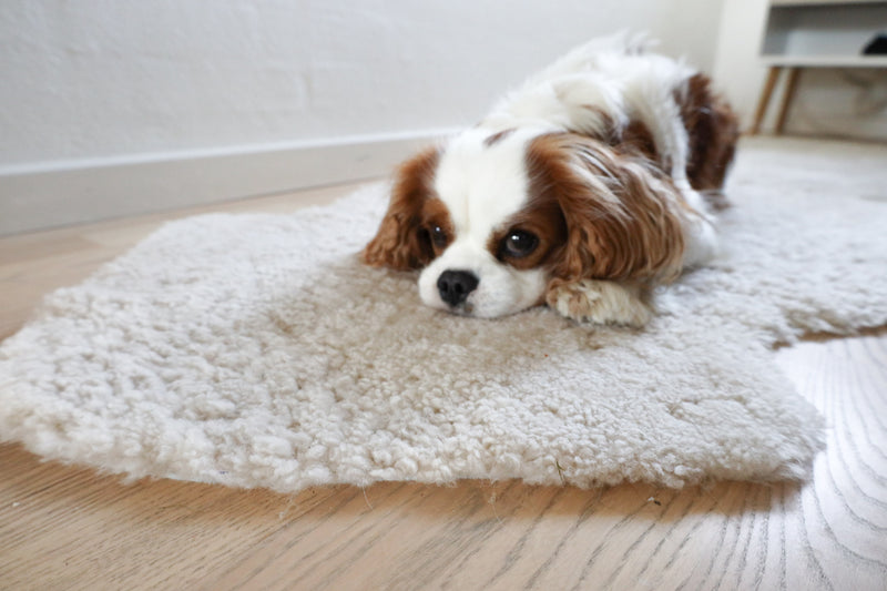 Hund liegt auf ein Kurzhaar Lammfell