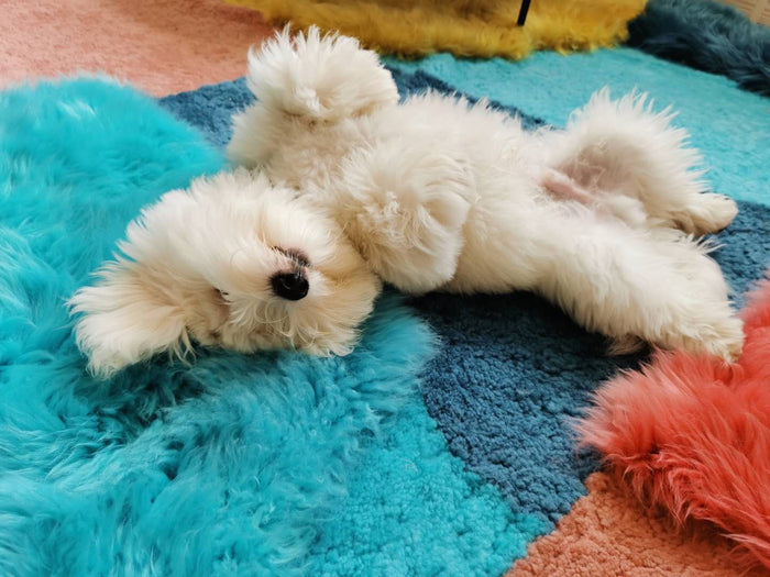 Hund liegt auf farbigen Lammfelle