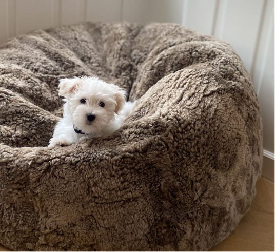 Hund liegt in einem Sitzsack aus Kurzhaar Lammfell