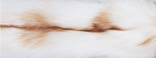 Kaschmirdecke mit Fuchs | Finland | 130x200 cm Decken | Sheepskinhouse.ch