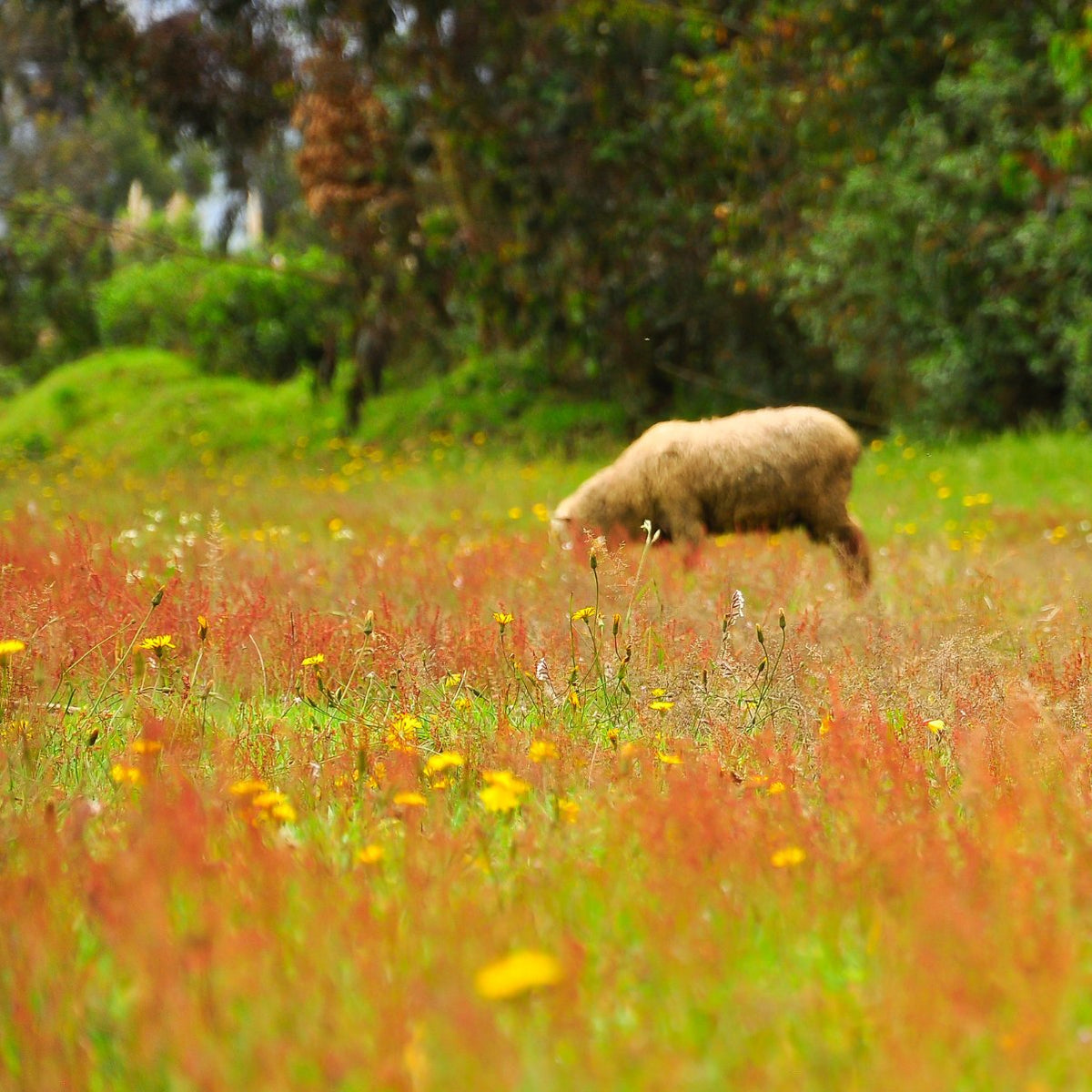 Ein Lamm grast auf einem Feld