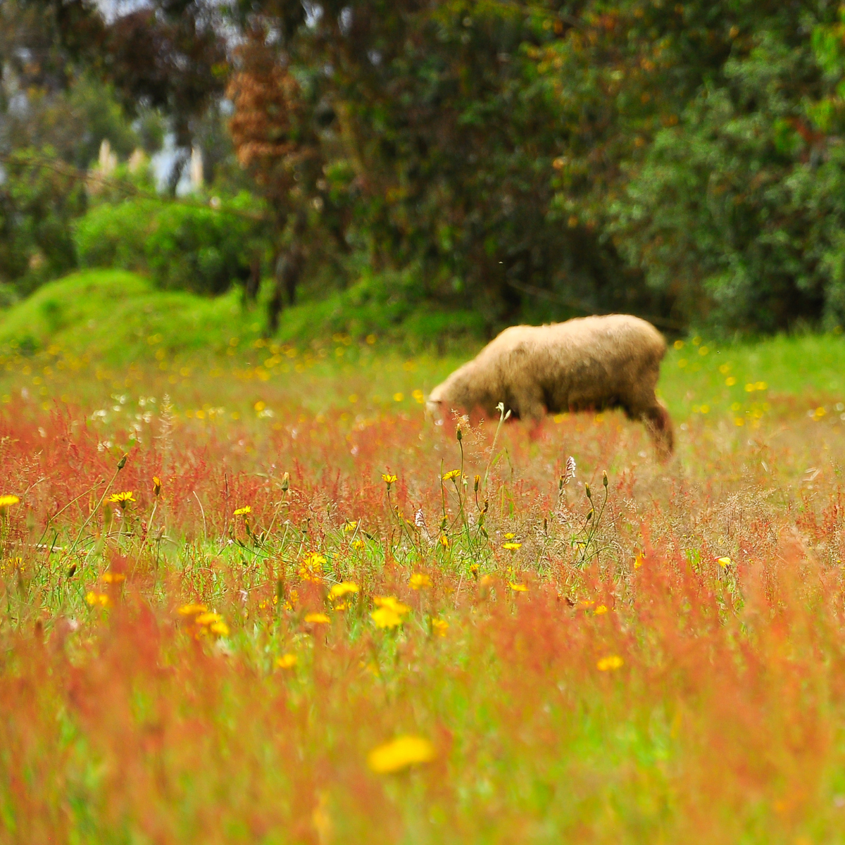 Ein Lamm grast auf einem Feld